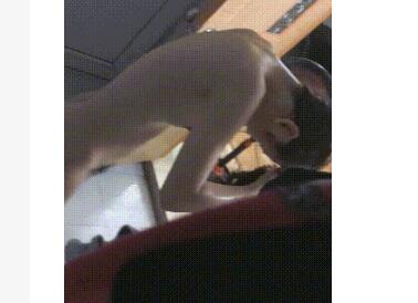 【洗澡小酌】打工妹洗澡全过程被流出❤️顺手偷了她的原味小内裤